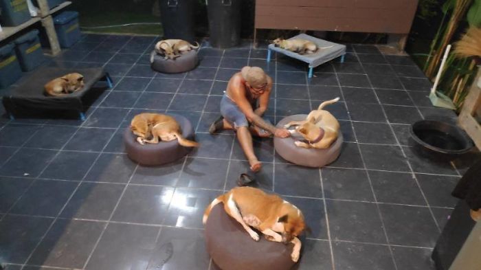 Couple Moves To Thai Island, Adopts 15 Strays After Losing Their Beloved 10 Y.O. Doggo