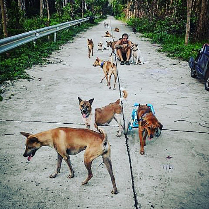 Couple Moves To Thai Island, Adopts 15 Strays After Losing Their Beloved 10 Y.O. Doggo