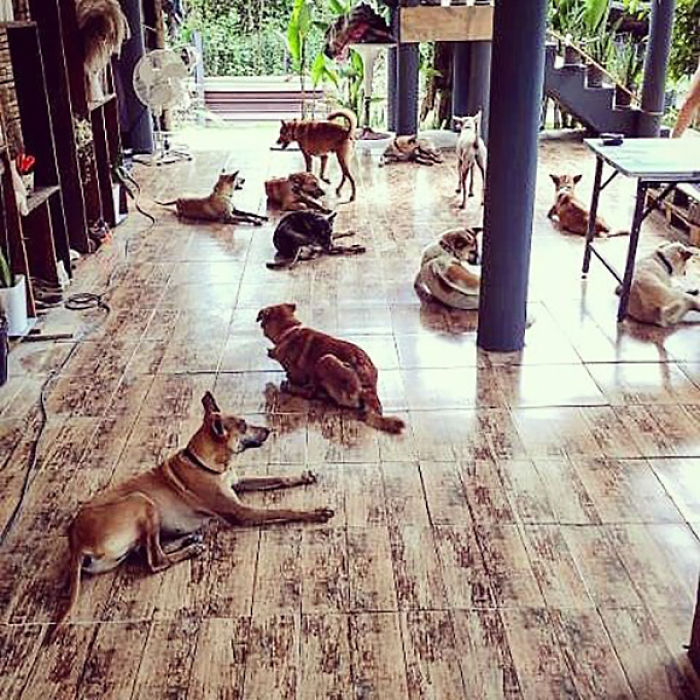 Couple Moves To Thai Island, Adopts 15 Strays After Losing Their Beloved 10 Y.O. Doggo Couple Moves To Thai Island, Adopts 15 Strays After Losing Their Beloved 10 Y.O. Doggo