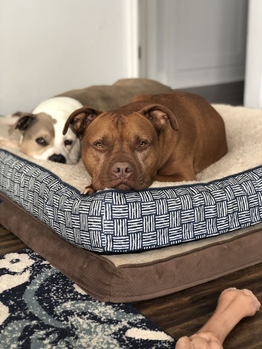 Camera Catches Dog Taking His Bed To His Sick Brother