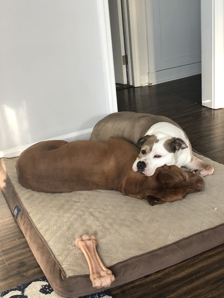 Camera Catches Dog Taking His Bed To His Sick Brother