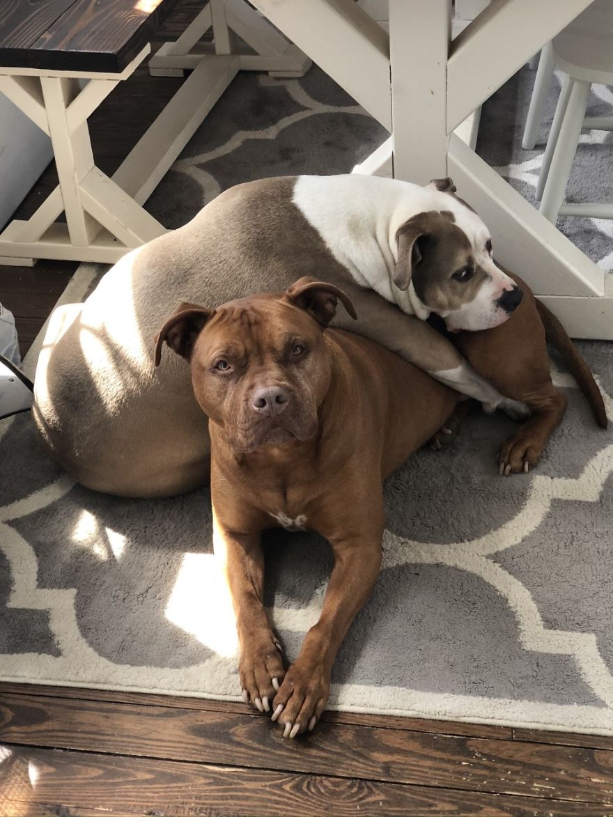 Camera Catches Dog Taking His Bed To His Sick Brother