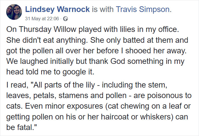 Woman Almost Accidentally Kills Her Cat After It Plays With Lilies, Warns Others About Its Danger