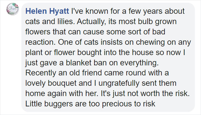 Woman Almost Accidentally Kills Her Cat After It Plays With Lilies, Warns Others About Its Danger