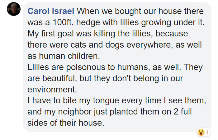 Woman Almost Accidentally Kills Her Cat After It Plays With Lilies, Warns Others About Its Danger