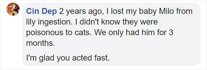 Woman Almost Accidentally Kills Her Cat After It Plays With Lilies, Warns Others About Its Danger