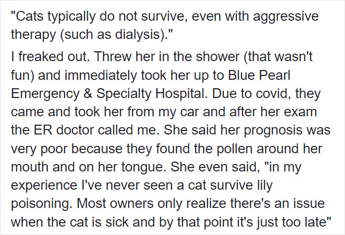 Woman Almost Accidentally Kills Her Cat After It Plays With Lilies, Warns Others About Its Danger