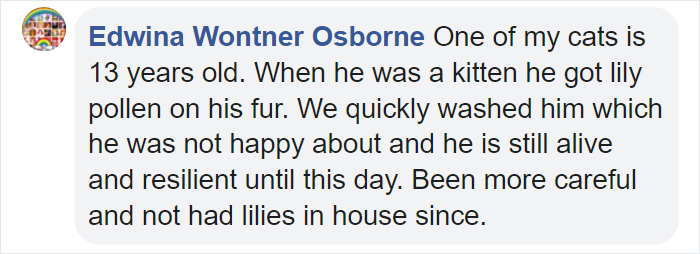 Woman Almost Accidentally Kills Her Cat After It Plays With Lilies, Warns Others About Its Danger