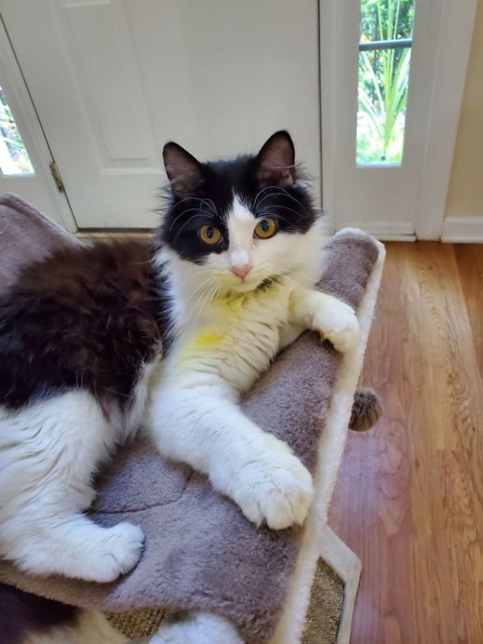 Woman Almost Accidentally Kills Her Cat After It Plays With Lilies, Warns Others About Its Danger