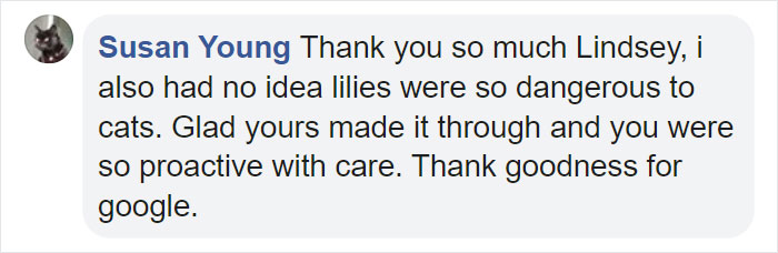 Woman Almost Accidentally Kills Her Cat After It Plays With Lilies, Warns Others About Its Danger Woman Almost Accidentally Kills Her Cat After It Plays With Lilies, Warns Others About Its Danger