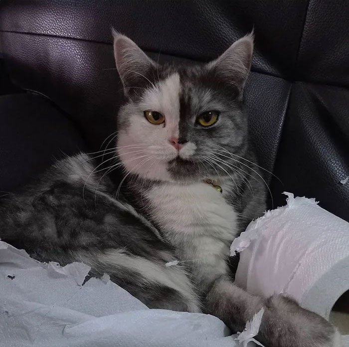 Meet ‘Chimera,’ The Cat Who Has A Unique Face And A Cuddly Personality Meet ‘Chimera,’ The Cat Who Has A Unique Face And A Cuddly Personality