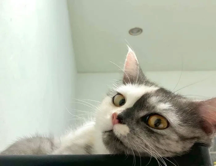 Meet ‘Chimera,’ The Cat Who Has A Unique Face And A Cuddly Personality Meet ‘Chimera,’ The Cat Who Has A Unique Face And A Cuddly Personality