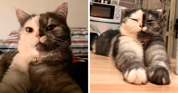 Meet ‘Chimera,’ The Cat Who Has A Unique Face And A Cuddly Personality