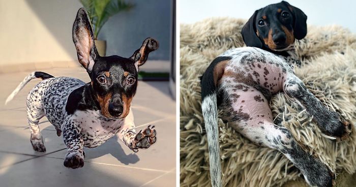 Meet Moo, An Adorable Dachshund That Looks Like He Has The Body Of A Cow (30 Photos)