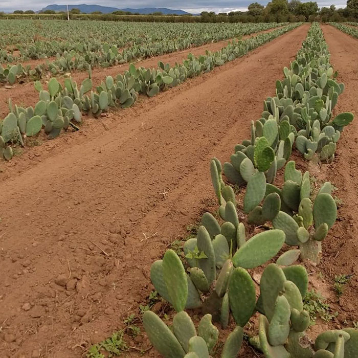 These Guys Found A Way To Make Leather Out Of Cactus Leaves To Help Save The Environment