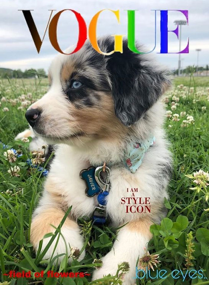 Vogue-Cover-Pets-Challenge