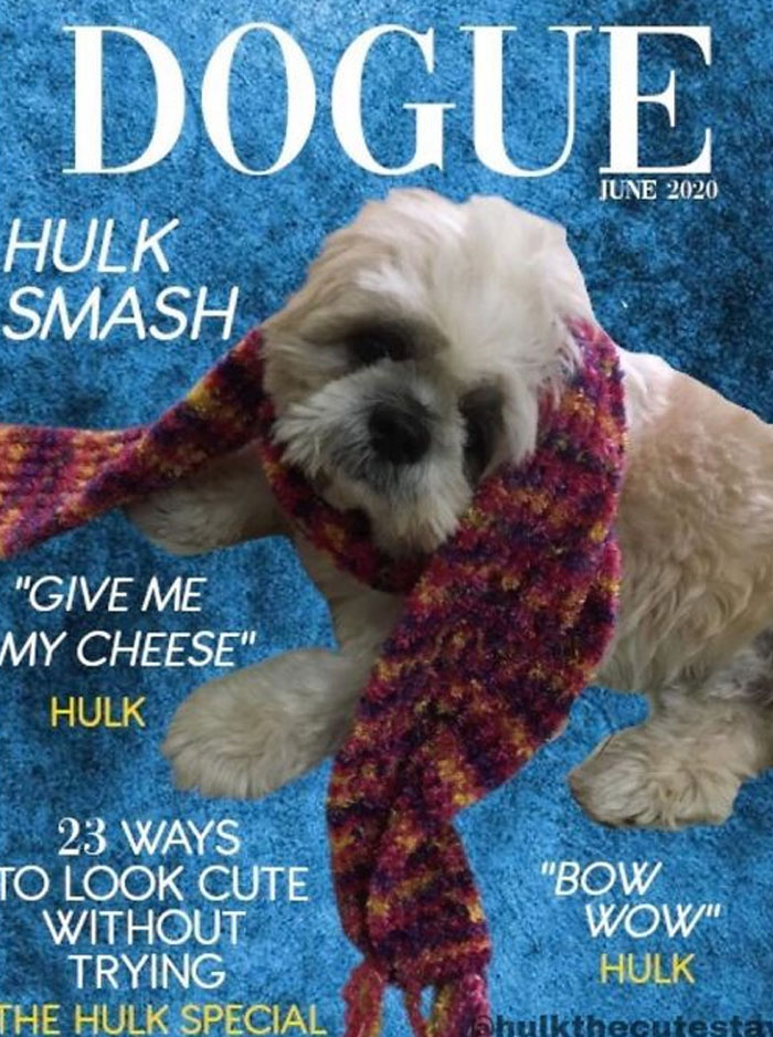 Vogue-Cover-Pets-Challenge