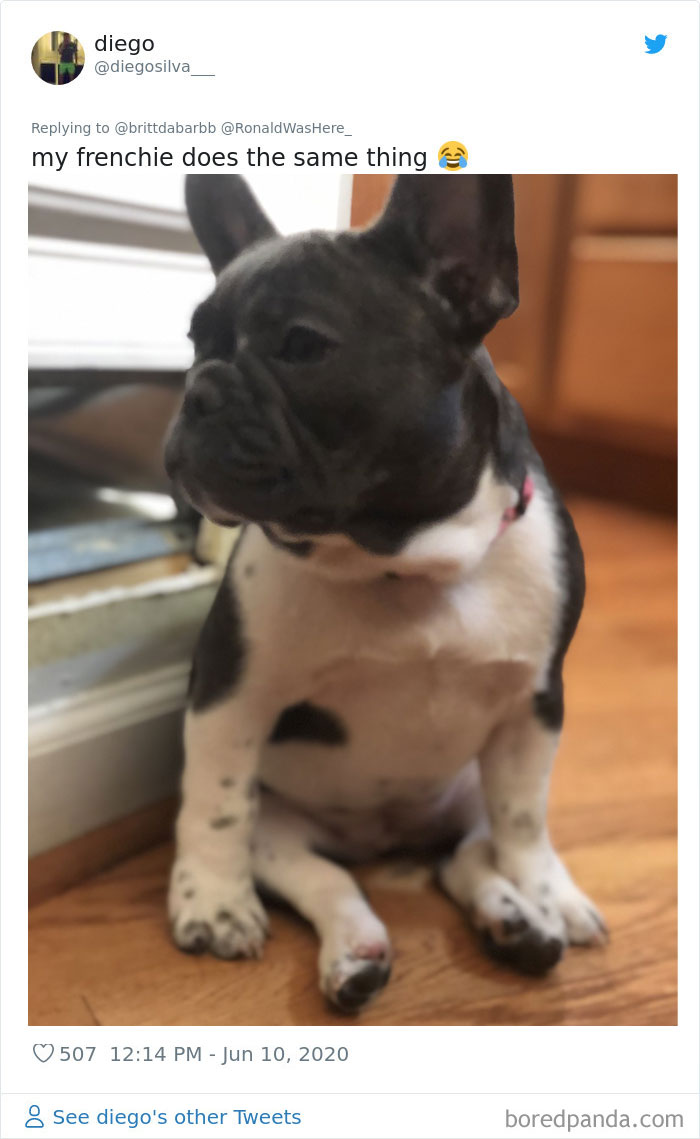 Werid-Sitting-Poses-Pets-Photo