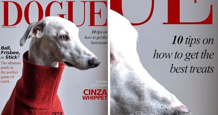 People Are Creating ‘Dogue’ Covers By Editing Their Dogs Into Them (30 Pics)