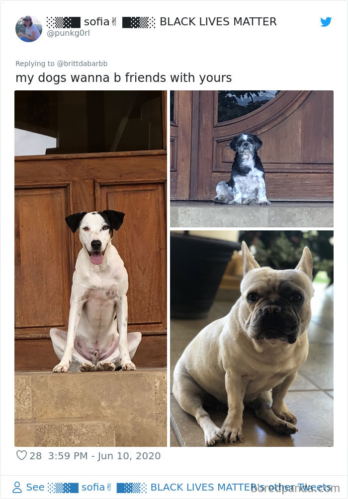 Werid-Sitting-Poses-Pets-Photo