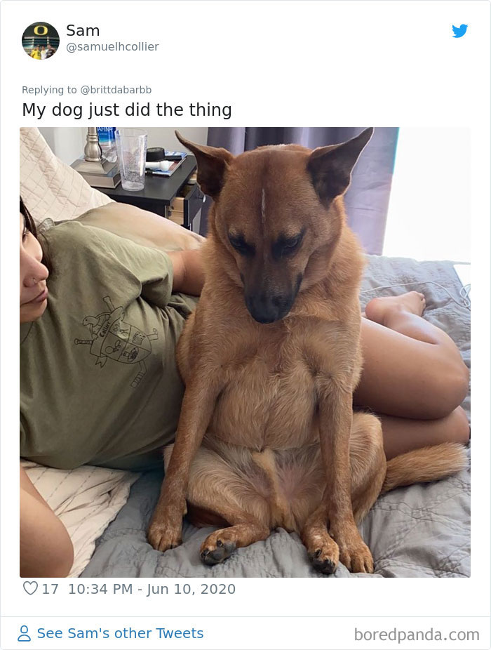 Werid-Sitting-Poses-Pets-Photo