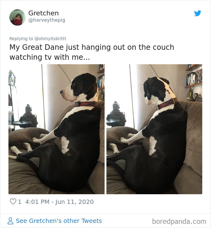 Werid-Sitting-Poses-Pets-Photo