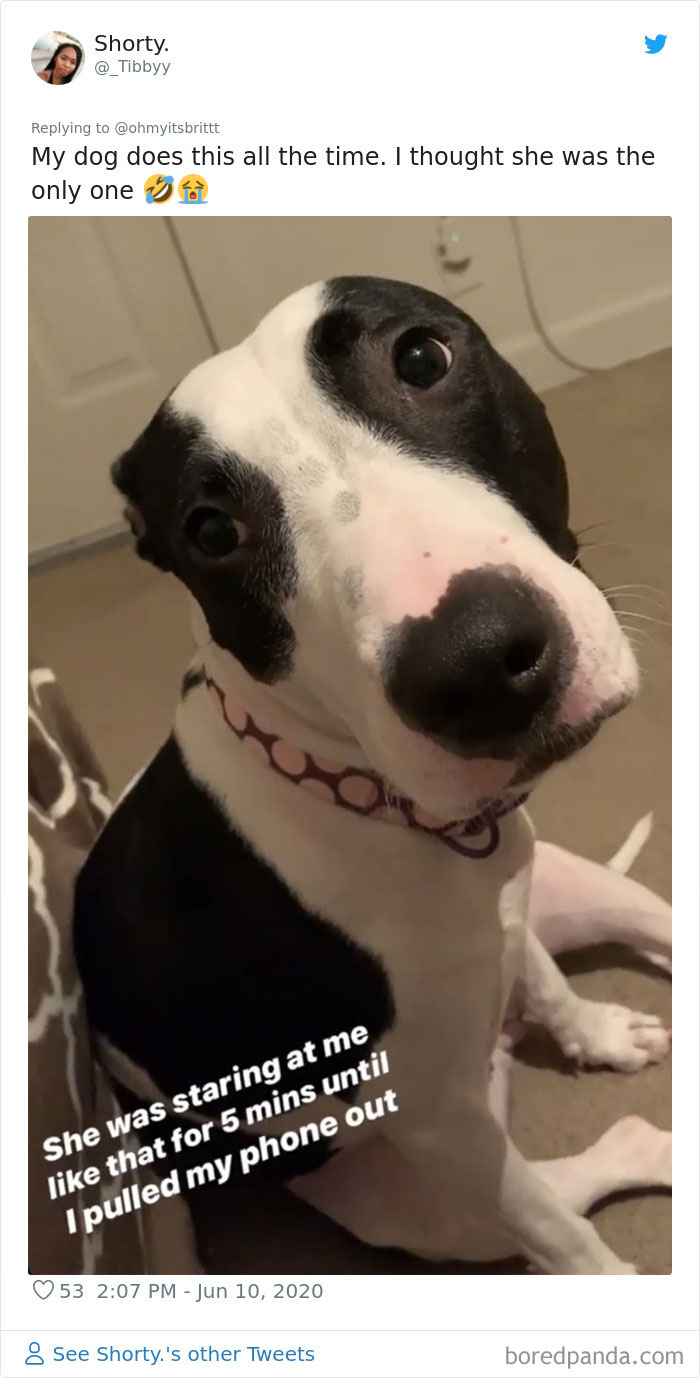 Werid-Sitting-Poses-Pets-Photo