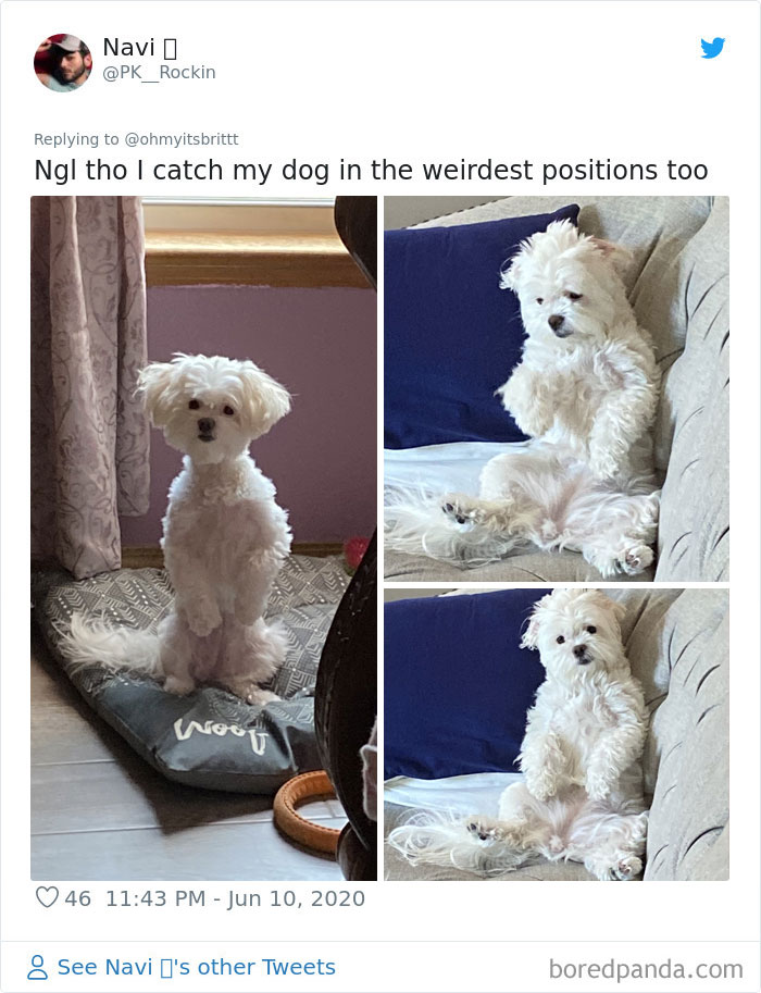 Werid-Sitting-Poses-Pets-Photo