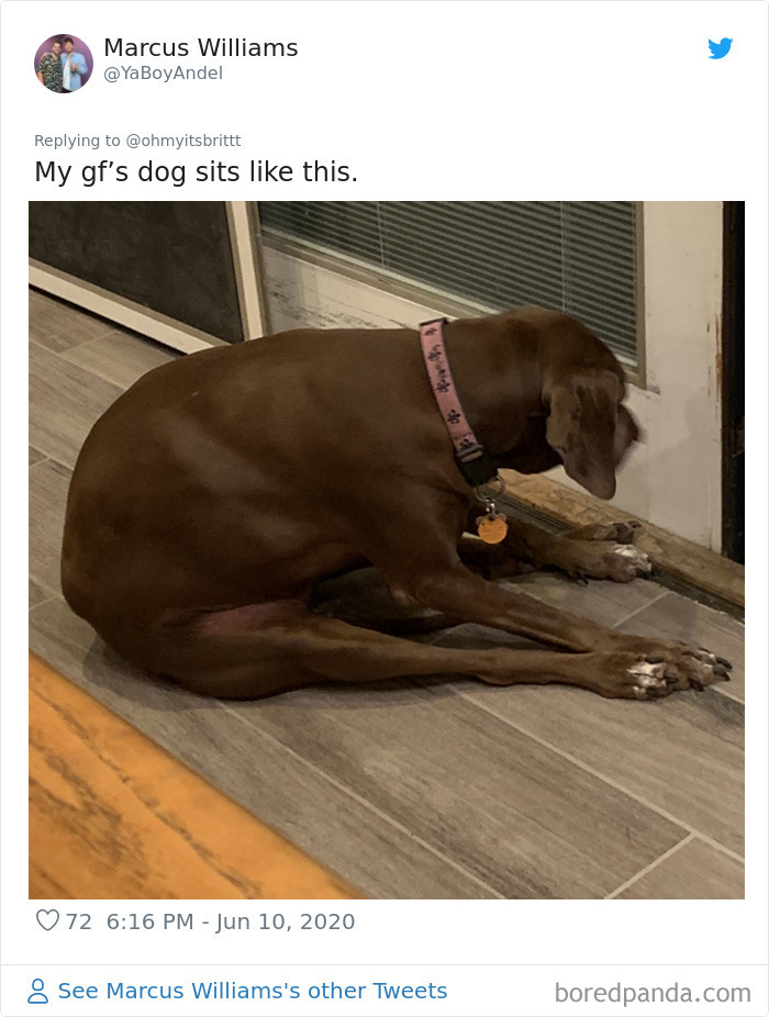 Werid-Sitting-Poses-Pets-Photo