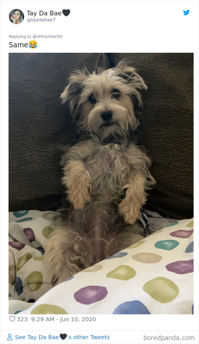 Werid-Sitting-Poses-Pets-Photo