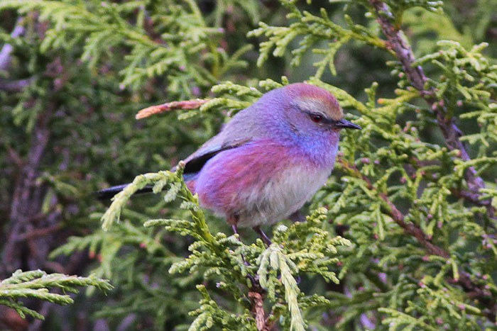 This Rainbow Bird Is Called The White-Browed Tit-Warbler And That Might Be The Silliest Name You've Heard