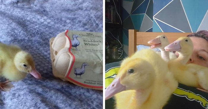 Woman Hatches 3 Cute Ducklings From Supermarket EggsWoman Hatches 3 Cute Ducklings From Supermarket Eggs