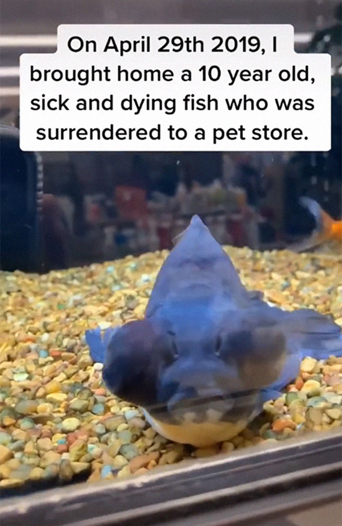 Dying, Neglected 10-Year-Old Goldfish Gets Returned To A Petstore, So This Person Nurses It Back To Health Dying, Neglected 10-Year-Old Goldfish Gets Returned To A Petstore, So This Person Nurses It Back To Health