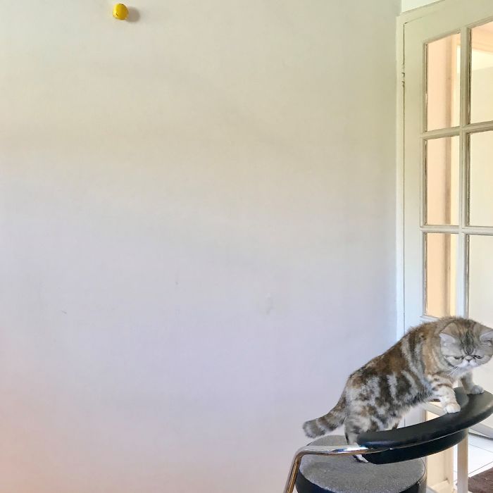 I 'Tattooed' My Wall During Lockdown For 113 Days And Here Is The Result