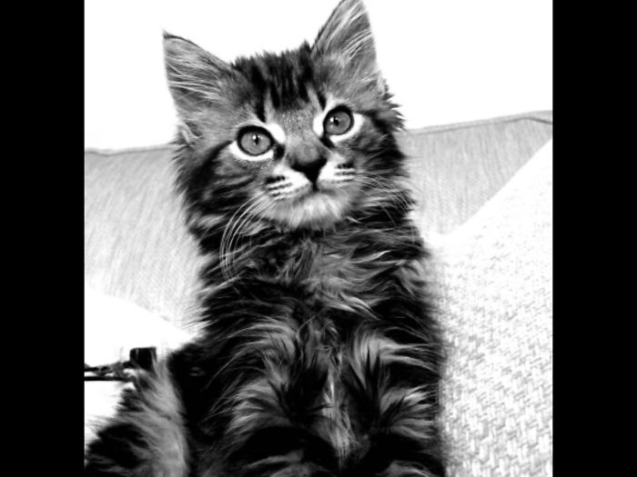 Callie About 12 Weeks Old. At 15 She Is Still Posing For Photos!