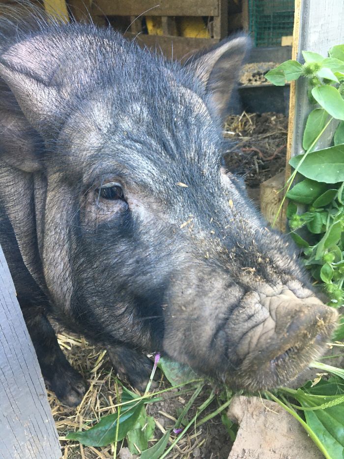 Hello Pandas, Meet Pork Chop.we Rescued Him About A Week Ago From A Cramped Apartment Building In The City. He’s Now A Happy, Healthy Pig With Plenty Of Acreage To Play In.