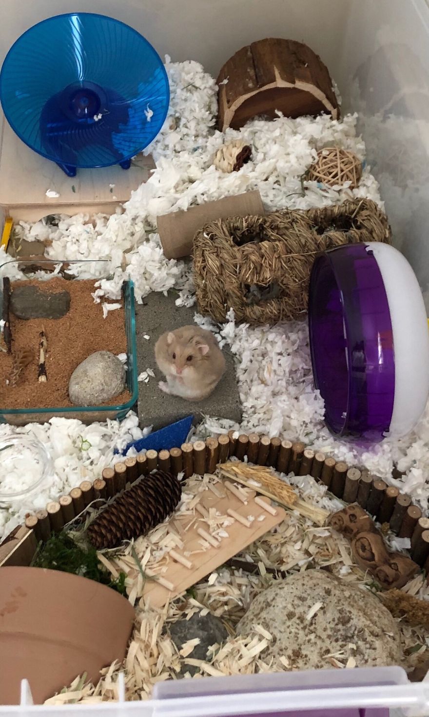 My Hamster Is The Cutest