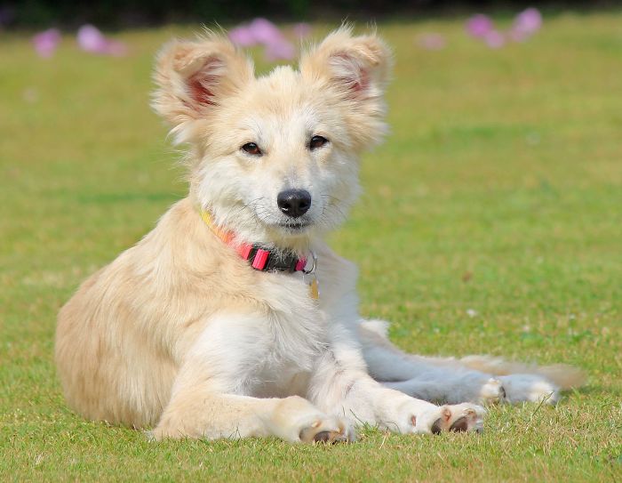 Romy, My Romanian Rescue Dog