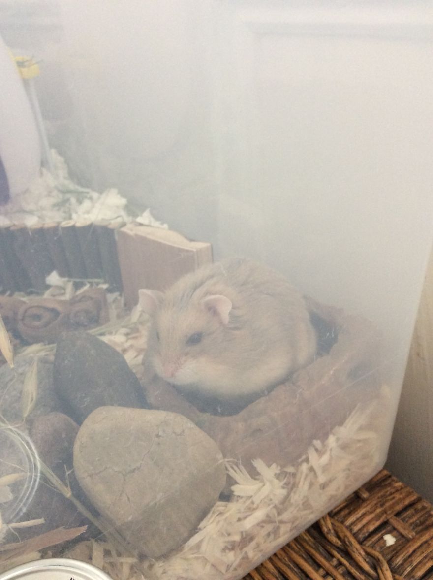 My Hamster Is The Cutest