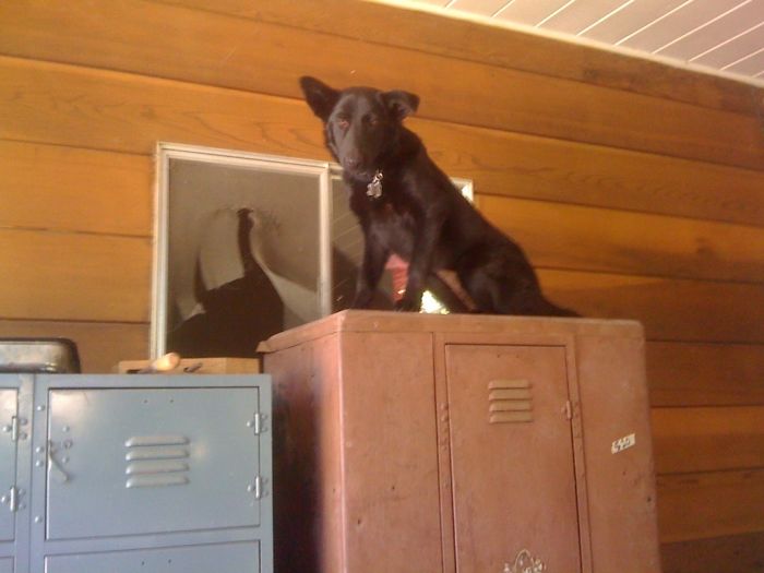 Left Kibby In The House The Second Day We Had Her To Run To Grocery. Came Home To This...