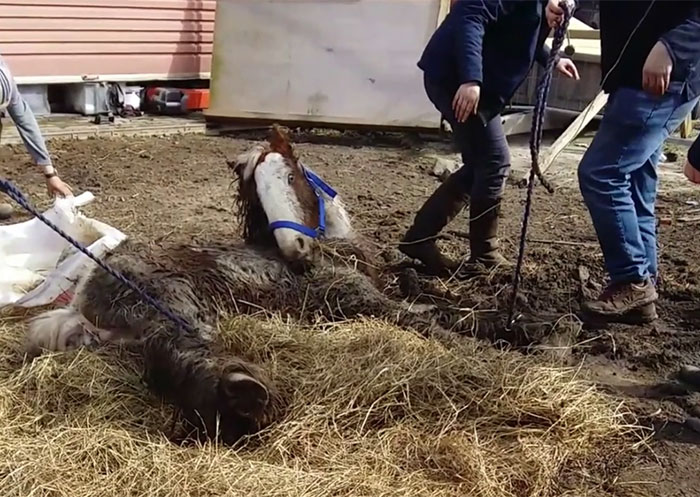 Volunteers 'Shocked' To See This 'Dead' Horse Still Alive Nurse It Back To Health And The Transformation Is Incredible Volunteers 'Shocked' To See This 'Dead' Horse Still Alive Nurse It Back To Health And The Transformation Is Incredible