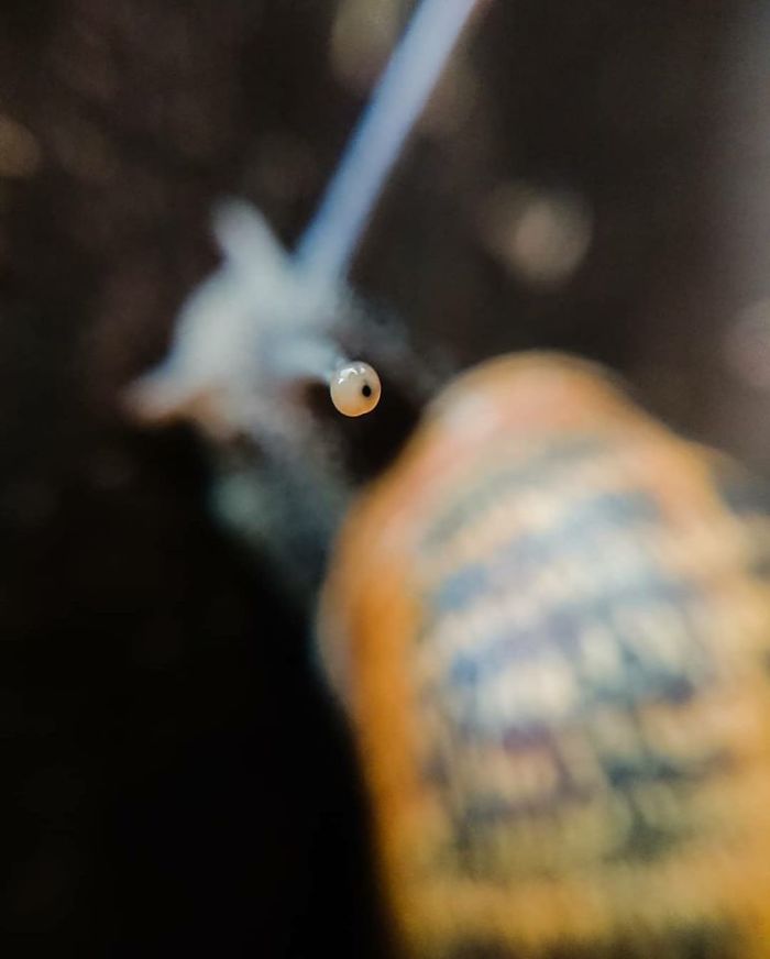 Me Trying To Take A Picture Of A Snail In My Backyard. All I Got Was His Eyeball...