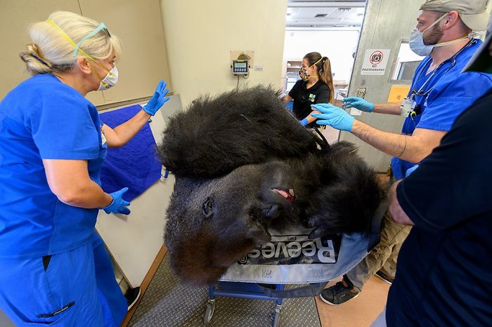 Images Of 433-Pound Gorilla Taking A COVID-19 Swab Test, Among Other Procedures, Got The Internet Buzzing (25 Pics) Images Of 433-Pound Gorilla Taking A COVID-19 Swab Test, Among Other Procedures, Got The Internet Buzzing (25 Pics)