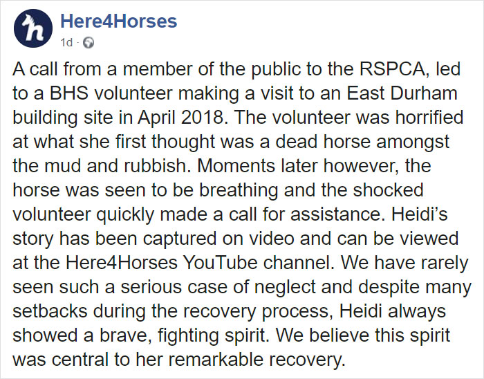 Volunteers 'Shocked' To See This 'Dead' Horse Still Alive Nurse It Back To Health And The Transformation Is Incredible