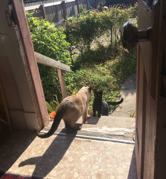 Stray Cat ‘Asks’ Woman To Let Her Inside So She Can Have Her Babies Stray Cat ‘Asks’ Woman To Let Her Inside So She Can Have Her Babies