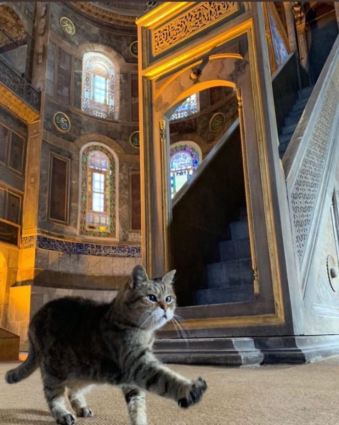 Hagia-Sophia-Cat