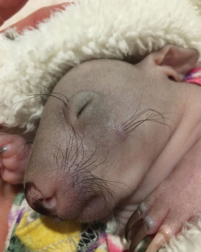 An Orphaned Baby Wombat Was Found In Her Dead Mother's Pouch Weighing Just 120 Grams, Got Rescued
