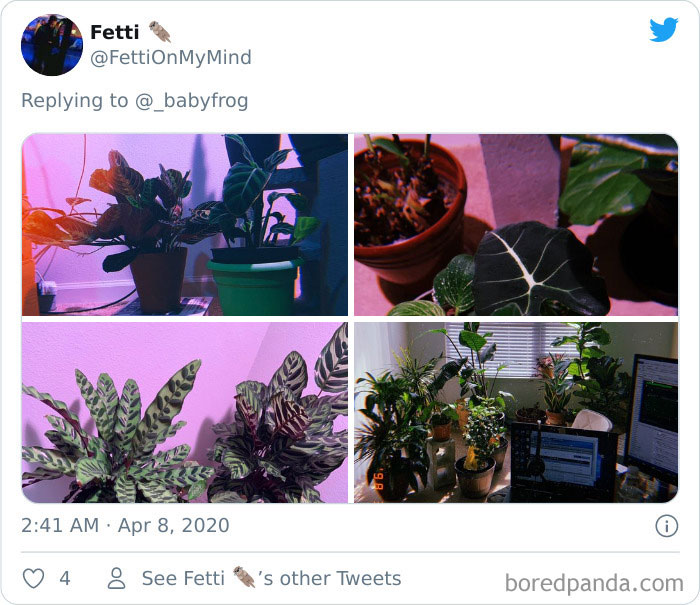 Plants-Obsession-Illustration-Cecile-Dormeau