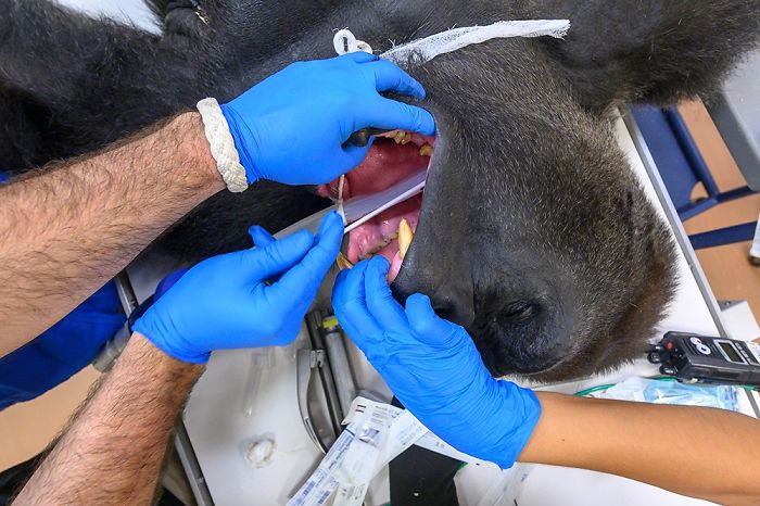Images Of 433-Pound Gorilla Taking A COVID-19 Swab Test, Among Other Procedures, Got The Internet Buzzing (25 Pics) Images Of 433-Pound Gorilla Taking A COVID-19 Swab Test, Among Other Procedures, Got The Internet Buzzing (25 Pics)