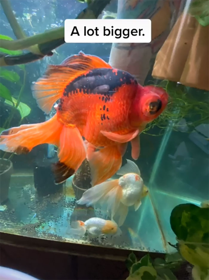 Dying, Neglected 10-Year-Old Goldfish Gets Returned To A Petstore, So This Person Nurses It Back To Health Dying, Neglected 10-Year-Old Goldfish Gets Returned To A Petstore, So This Person Nurses It Back To Health